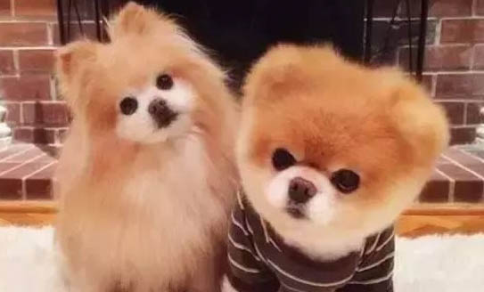 狗狗檢疫證在哪里辦