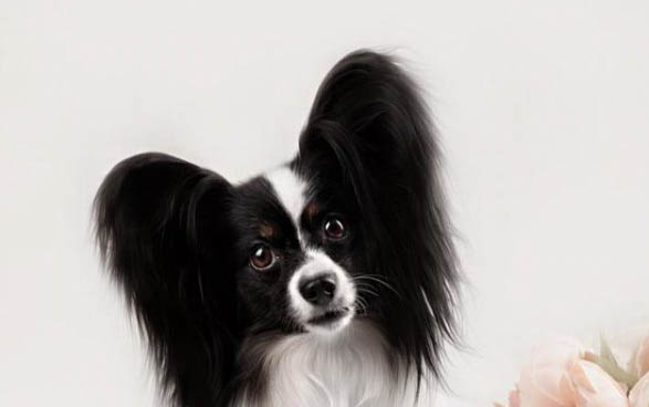 蝴蝶犬多少錢一只白色