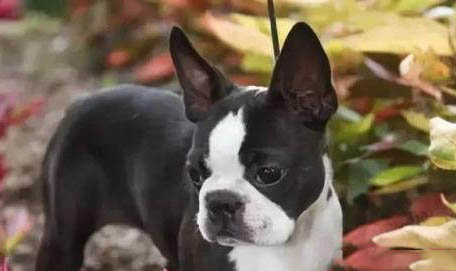 波士頓梗和法斗哪個貴