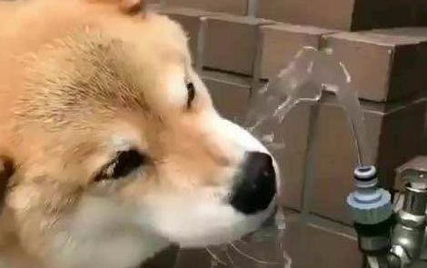 狗傳染病都有哪些