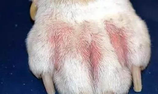 狗狗舔了傷口上的碘伏怎么辦