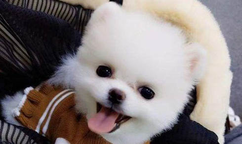 狗狗睡覺(jué)時(shí)候喘氣急促是為什么