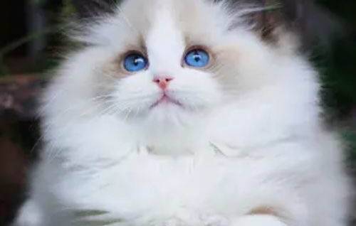 布偶貓多久驅(qū)蟲一次