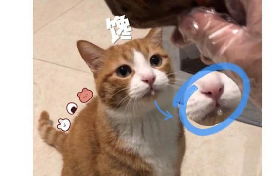 吃貓罐頭拉肚子怎么辦?