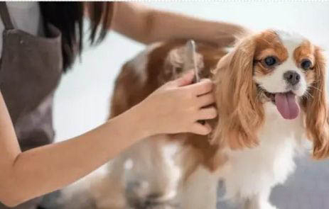 狗狗能吃櫻桃嗎?