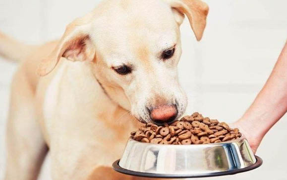 狗狗胰腺炎可以吃雞頭嗎