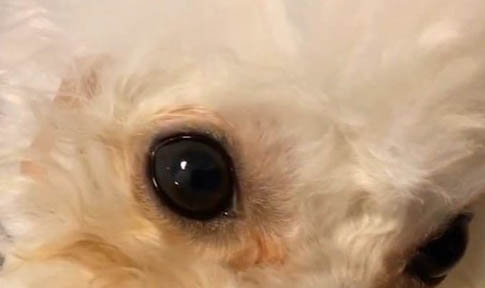狗狗大便一粒一粒的像羊屎