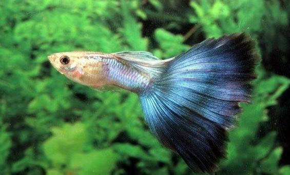 米奇魚和孔雀魚能混養(yǎng)嗎
