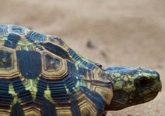 印度陸龜的品種簡介