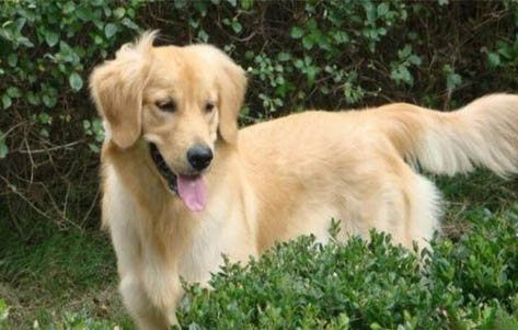 中型犬有哪些品種