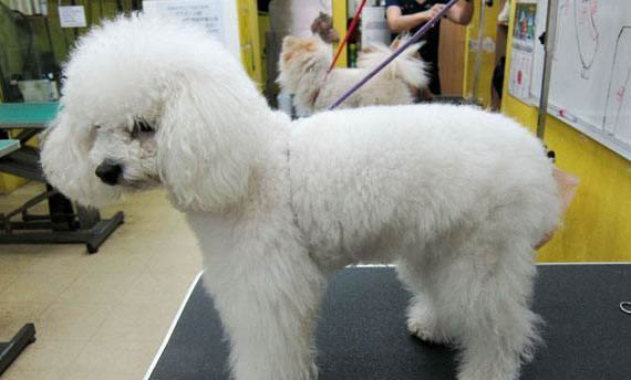 貴賓犬吃什么食物好