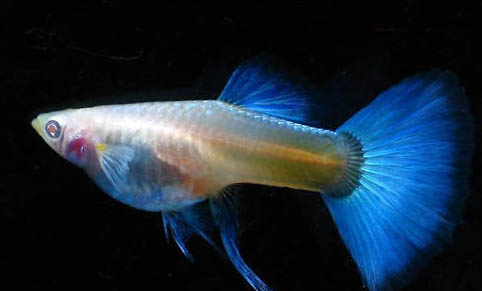 孔雀魚下崽后處理