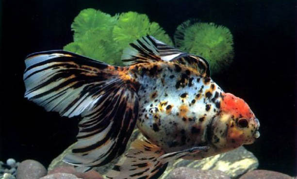 狗狗被魚刺卡喉嚨會怎么樣嗎