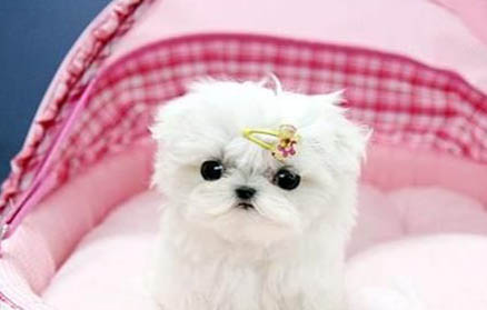 狗狗總是撓耳朵