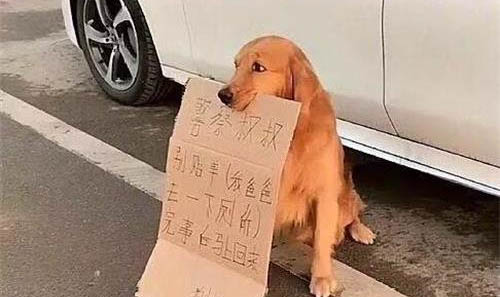 犬瘟傳染一般要多久