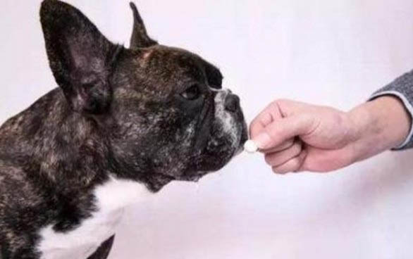 泰迪犬什么顏色最貴