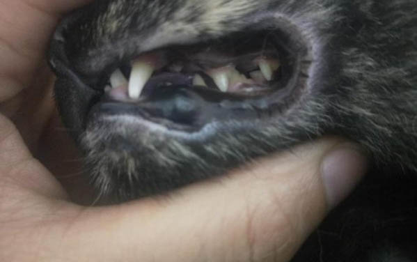小貓一個月可以斷奶嗎?