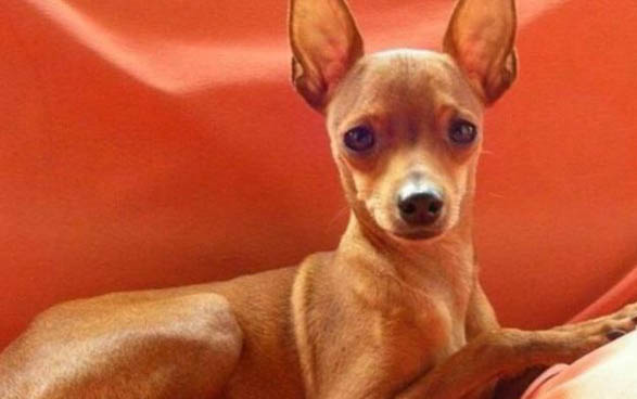 小鹿犬喜歡貼著人睡的原因