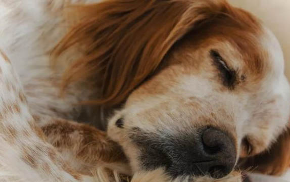 狗狗一個月體內驅蟲一次可以嗎