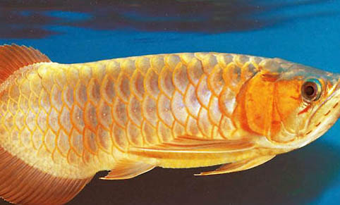 曼龍魚混養(yǎng)時需要注意什么