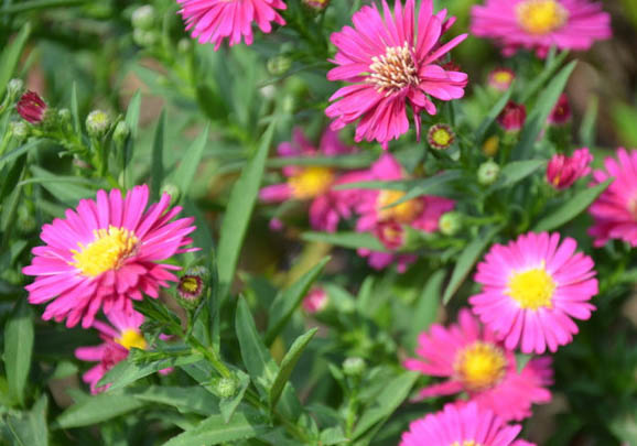 荷蘭豬不吃東西沒有精神怎么辦