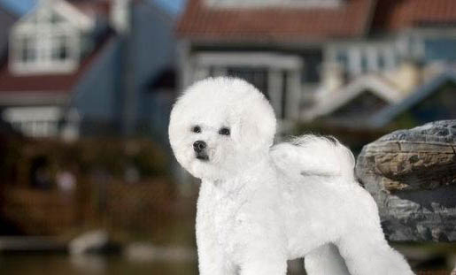 比熊犬狗糧哪個牌子好