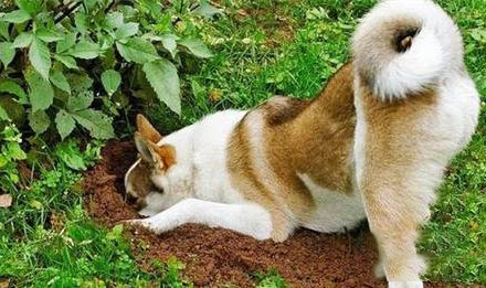 狗狗拉稀還吐是怎么回事?