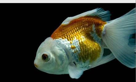 蘭壽金魚需要多大的魚缸