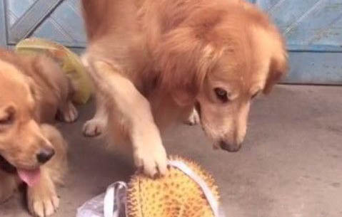 貓咪罐頭狗狗可以吃嗎