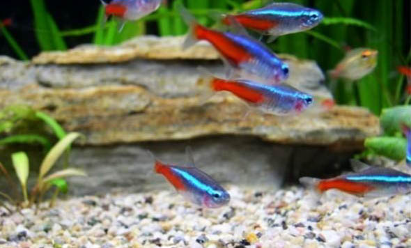 春天釣鰱魚(yú)打浮釣多少米最合適
