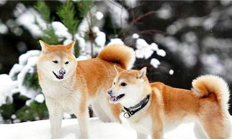柴犬是日本的嗎