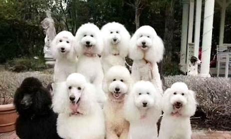 純種貴賓犬有幾種顏色