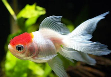 金魚產卵后多久能出來小魚