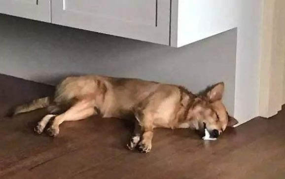 狗狗可以吃花生米嗎
