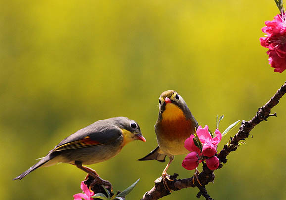 養相思鳥有什么禁忌