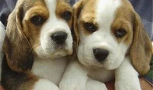 比格犬好養(yǎng)嗎?