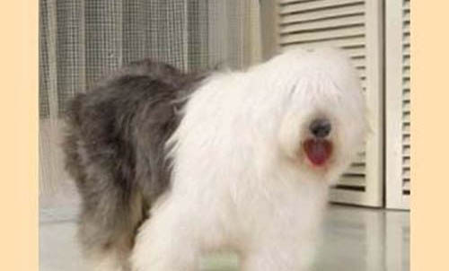 狗狗慢性腎衰竭有哪些癥狀