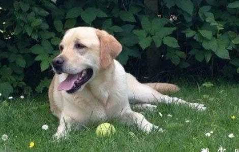 成年拉布拉多犬有多大