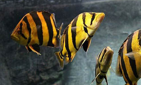 1米2長60厘米寬的缸可以養龍魚嗎