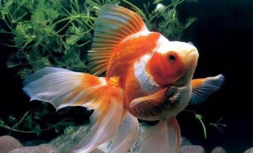 金魚尾巴充血的原因及處理方法