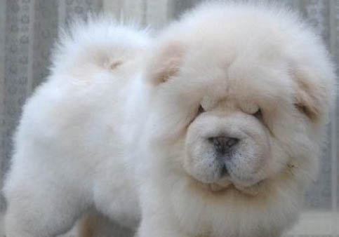 熊獅犬和松獅犬哪個好