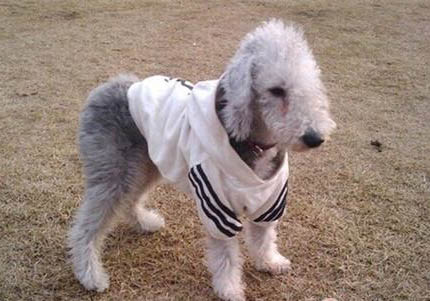 如何養護貝靈頓梗犬 生病特征及治療方法