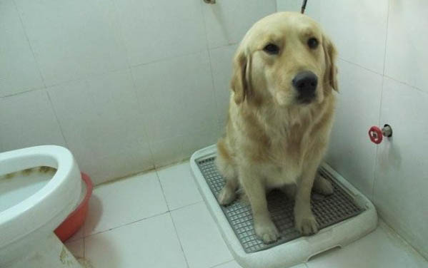 狗狗為什么會換腸胃炎的藥