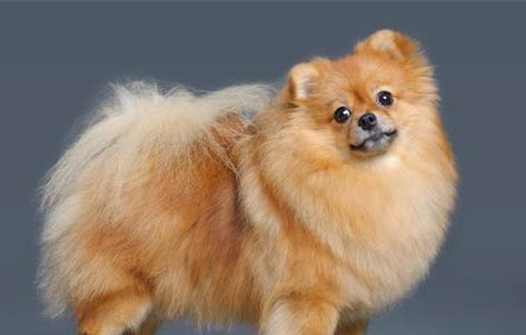 銀狐犬智商怎么算