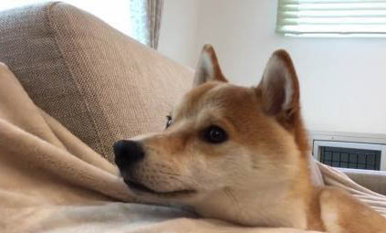 柴犬多大爆臉定型