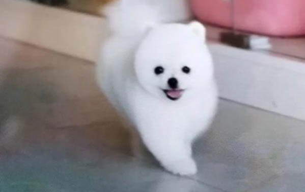 滿月的小狗怎么抱比較好
