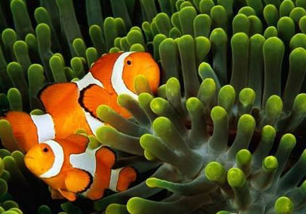 熱帶魚小丑魚怎么養(yǎng)