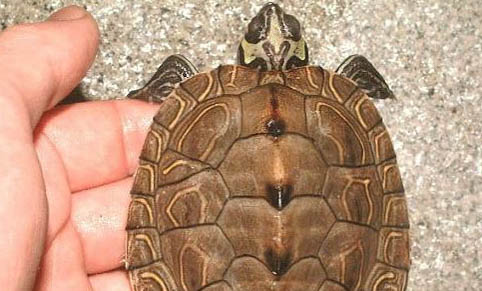 寵物龜頸潰瘍的癥狀表現