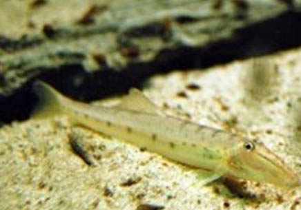 花椒鼠魚能長多大