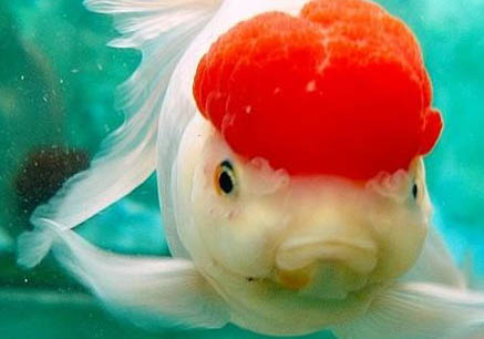 鶴頂紅金魚頭部變白了是什么病,金魚頭上褪色怎么治療